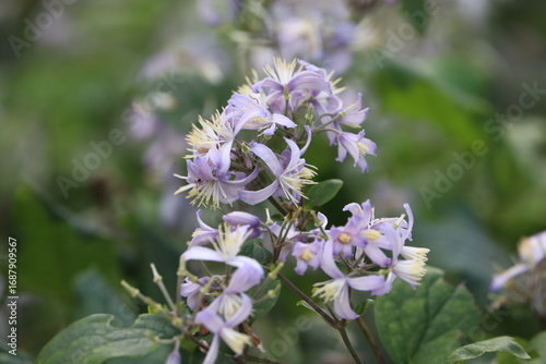 Close Up of Delicate Purple Clematis Flowers