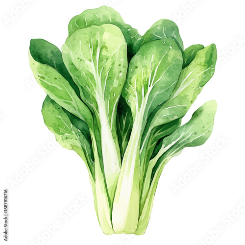 Bok Choy, watercolor clipart vector, isolated on a white background.