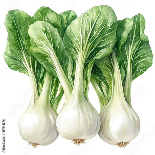 watercolor of Bok Choy, vector, isolated on a white background.
