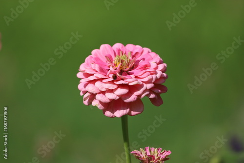 Detailed Close Up of Dahlia Flower Bloom