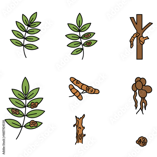 crown gall disease affecting plants a bacterial plant disease showing damage in leaf tree trunk and root systems