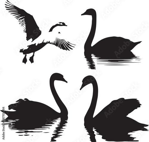 Black swans swimming and flying geese water