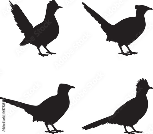 Four black bird silhouettes standing white