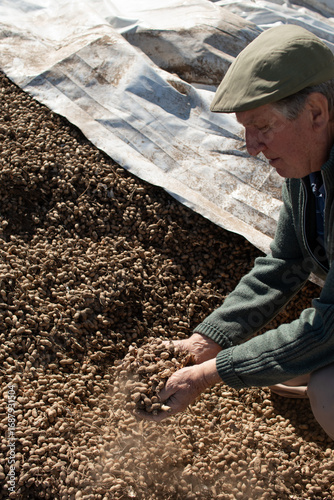 Productor agropecuario controlando cosecha de maní, vertical, medio cuerpo, manos en alimento