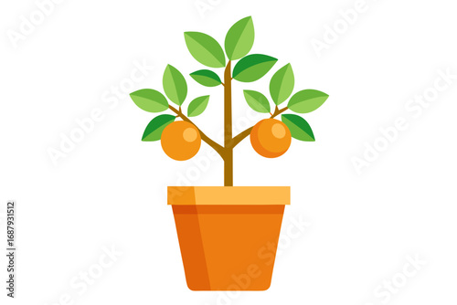 orange tree in a pot