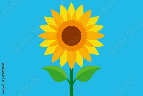 sunflower on blue background
