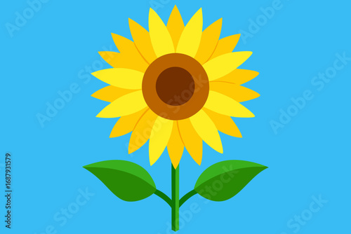 sunflower on blue background