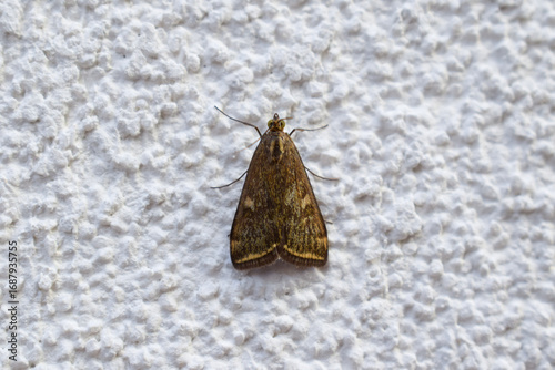 Brown moth resting on a white wall. The close up shows the detailed pattern of the insect's wings