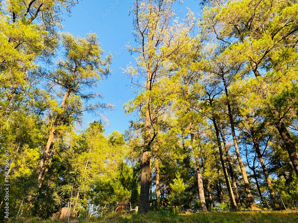 Naklejka premium Blue Sky Pine Tree Background. Pine Forest Sky View Wallpaper. Scenic Tall Trees Nature Background. Forest Canopy and Clear Sky Wallpaper. Outdoor Pine Woodland Background. Beautiful Pine Landscape.
