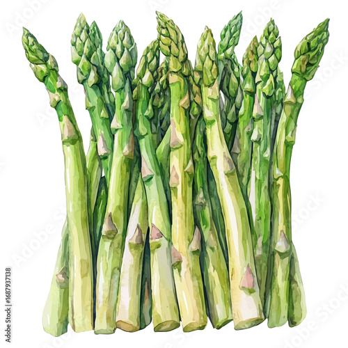 Asparagus, watercolor clipart vector, isolated on a white background.