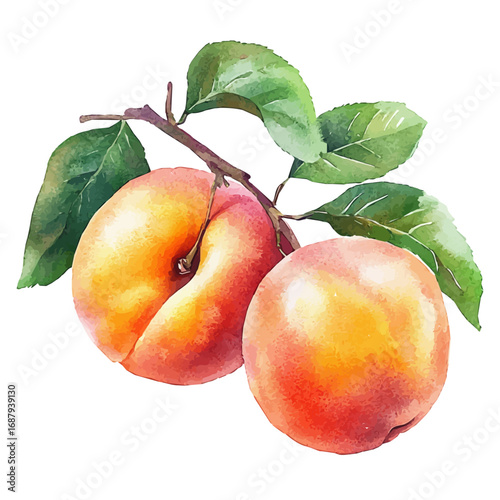 Apricot, watercolor vector, isolated on a white background.