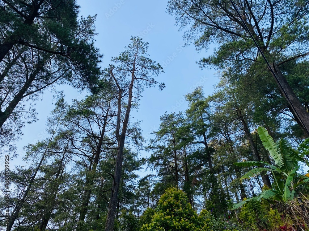 Obraz premium Blue Sky Pine Tree Background. Pine Forest Sky View Wallpaper. Scenic Tall Trees Nature Background. Forest Canopy and Clear Sky Wallpaper. Outdoor Pine Woodland Background. Beautiful Pine Landscape.