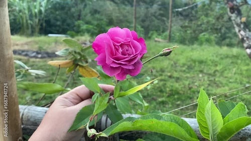 Pink Rose Flower Blooming in Garden Footage. Close Up of Romantic Pink Rose in Nature Video. Elegant Pink Rose Bloom Macro Motion Clip. Beautiful Pink Rose Symbol of Love in Garden