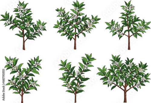 Flowering plant with green leaves, white blossoms, botanical garden illustration, seasonal agriculture concept, ornamental tree design, tropical flora artwork, cad drawing flat vector illustration