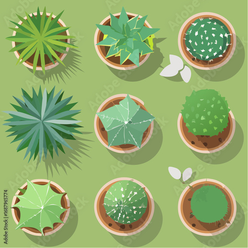 cactus top view for landscape plan and architecture element or decorative,tropical garden
