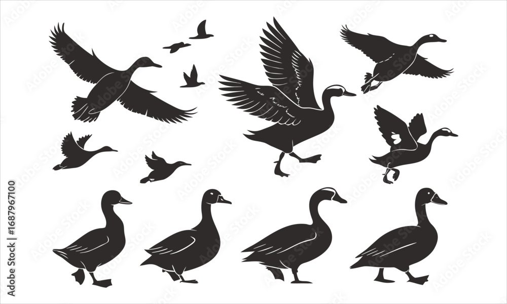 Obraz premium set of silhouettes of birds