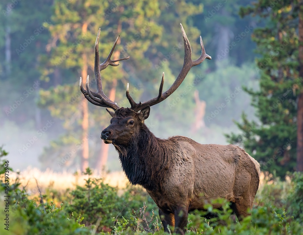 Fototapeta premium Elk in a misty forest
