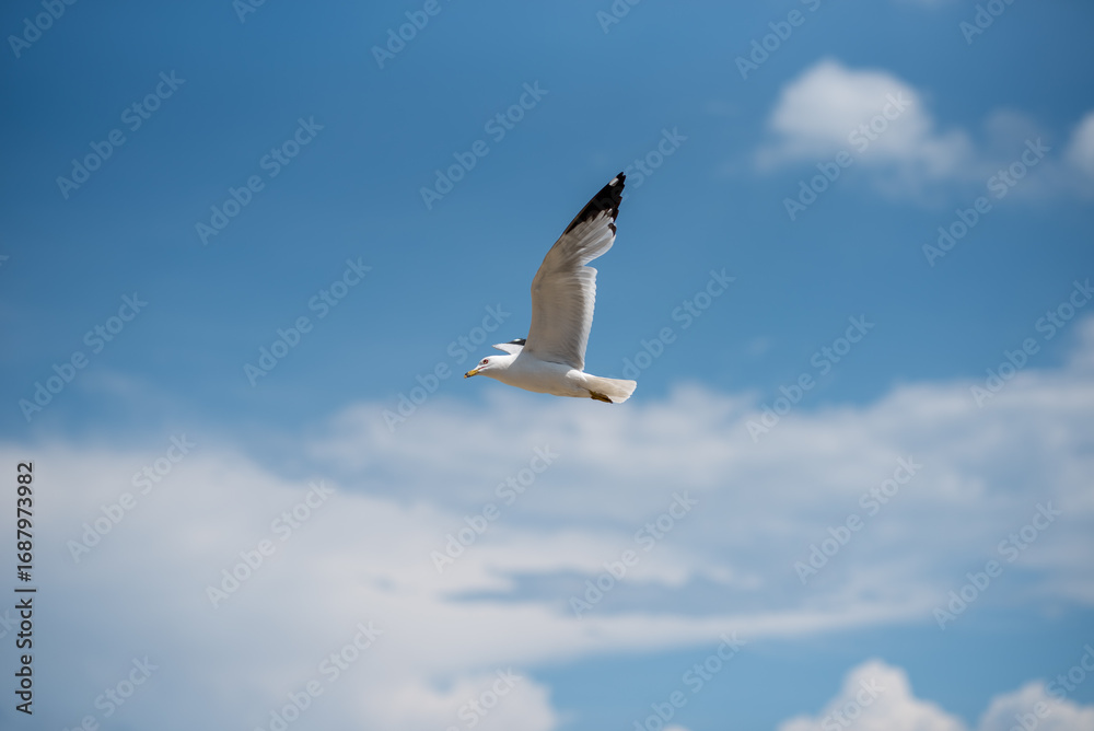 Fototapeta premium Chicago