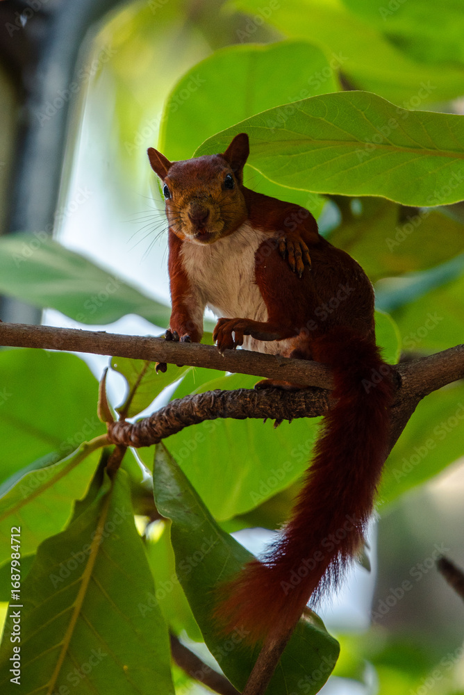 Obraz premium Ardilla