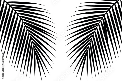 Black palm fronds on white background minimalist graphic palm leaf tropical