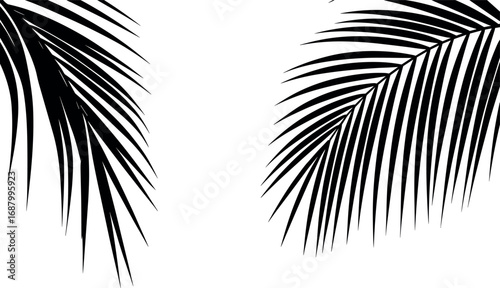 Two minimalist black palm fronds on a white background palm leaf tropical