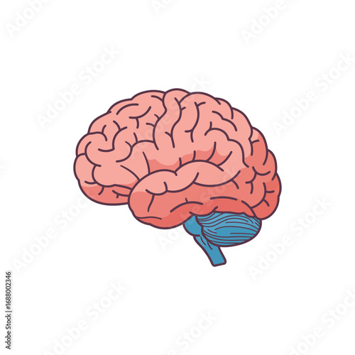 human brain illustration displaying cerebral cortex and anatomy for education biology study and neuroscience