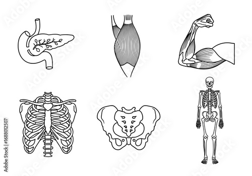 Anatomical drawings showing pancreas muscle arm ribcage pelvis and skeleton in line art style