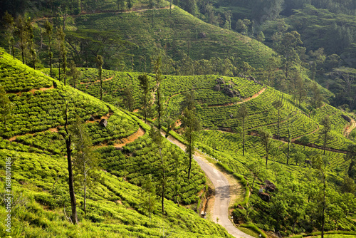 Lush green tea crops thrive in the mountainous landscape of Sri Lanka, near Nuwara Eliya.