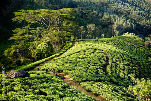 Lush green tea crops thrive in the mountainous landscape of Sri Lanka, near Nuwara Eliya.