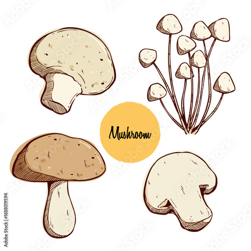 Hand Drawn Collection of Fresh Mushrooms