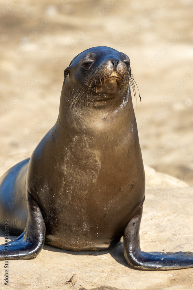 Naklejka premium California sea lion sitting on a sunlit coastal rock with a smooth background.