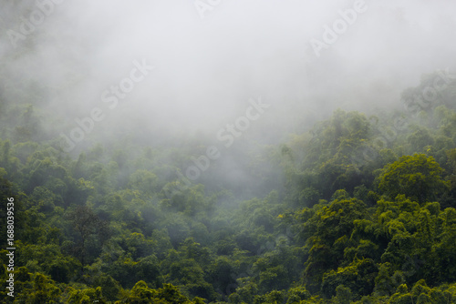 Green jungle with rising mist