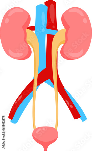 Urinary System 
