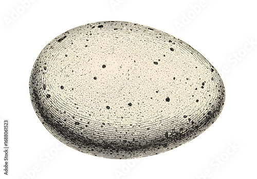 Isolated Egg Realistic Drawing Illustration on Transparent Background