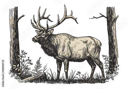 Isolated Elk Illustration Amidst Trees On Transparent Background