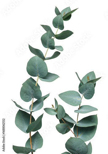 Isolated Eucalyptus Branch Foliage Against Black Transparent Background