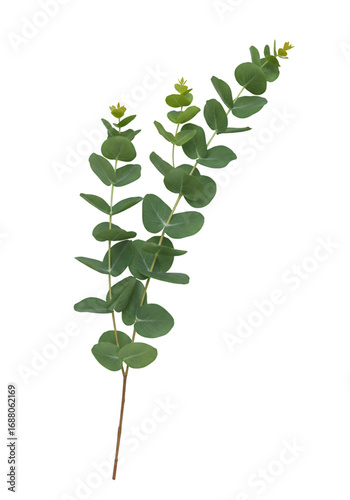 Isolated Eucalyptus Branch with Green Leaves on Transparent Background