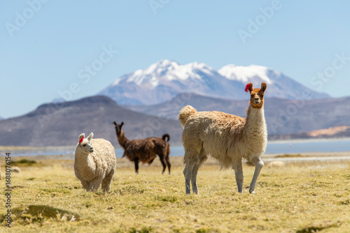 Alpacas
