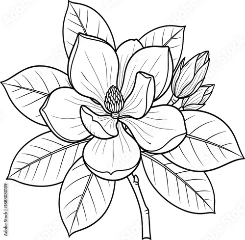Magnolia flower line drawing, botanical illustration, black and white floral art, vintage bloom sketch, nature design, elegant garden decor