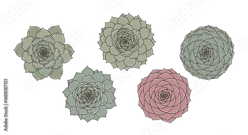A collection of five echeveria succulents with detailed rosette structures and subtle color variations