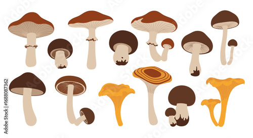 Diverse assortment of edible wild fungi with various caps and stems