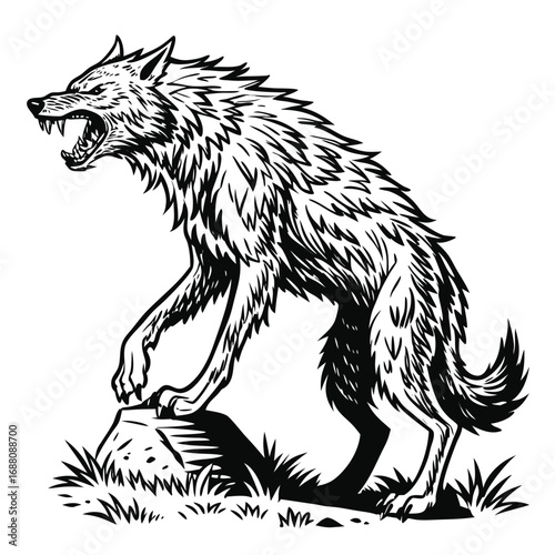 Aggressive wolf standing on a rock with teeth bared in black and white illustration snarling bared teeth