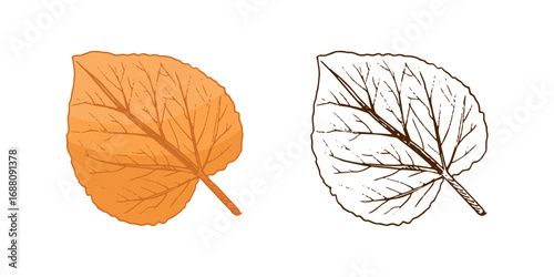 Hand drawn vintage sketch of linden leaf in autumn orange and monochrome version, isolated seasonal vector illustration