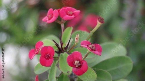 Close-up of vibrant red Crown of Thorns (Euphorbia milii) flowers, also known as Christ Plant, gently swaying in the wind with a soft, blurred background.