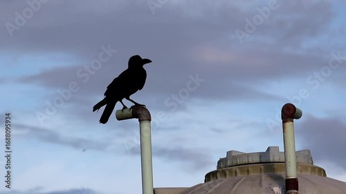 Close-up of a lone crow perched on a rooftop PVC pipe, its beak open as it calls out with a cloudy afternoon sky creating a moody background.