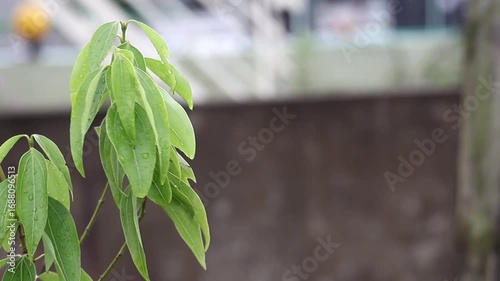 Fresh bay leaves (Laurus nobilis) on a branch, swaying gently in the wind. Close-up shot with visible raindrops after a recent rain, filmed in a tranquil home garden.