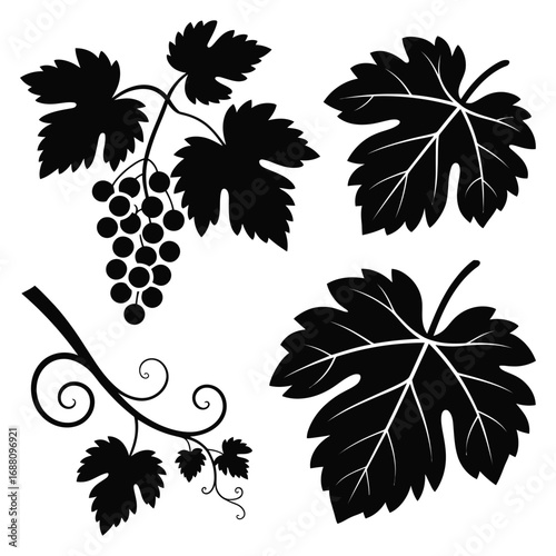 Botanical black grapes and vine leaves isolated on white, ripe fruit bunch in natural composition