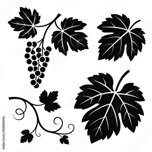 Botanical black grapes and vine leaves isolated on white, ripe fruit bunch in natural composition