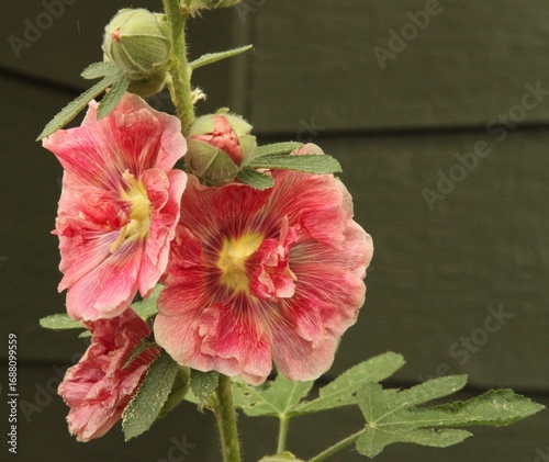Holloyhock (Alcea) pink garden flower with extra petals in Montana