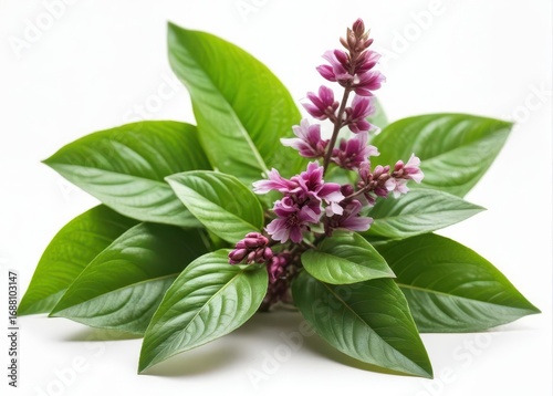 Vibrant Thai Basil Flower and Patchouli Plant on Isolated White Background